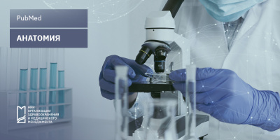 Публикации по анатомии в базе PubMed