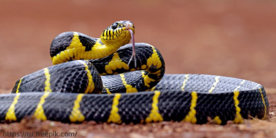 Вебинар «Отравления ядами животного происхождения», 11 июня 2024 года