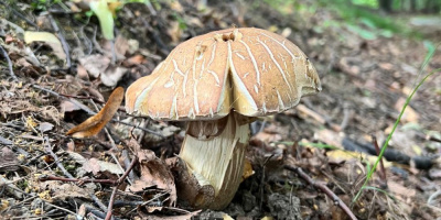 Вебинар «Современные аспекты отравлений грибами», 17 сентября 2025 года